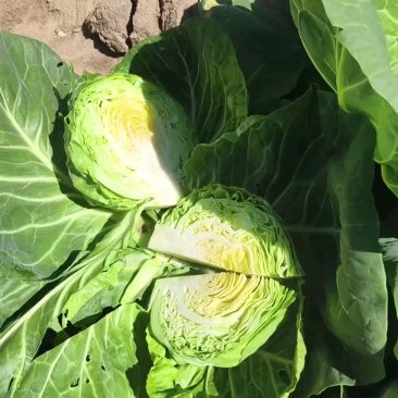 40亩黄心甘蓝已谈下，明天收菜
