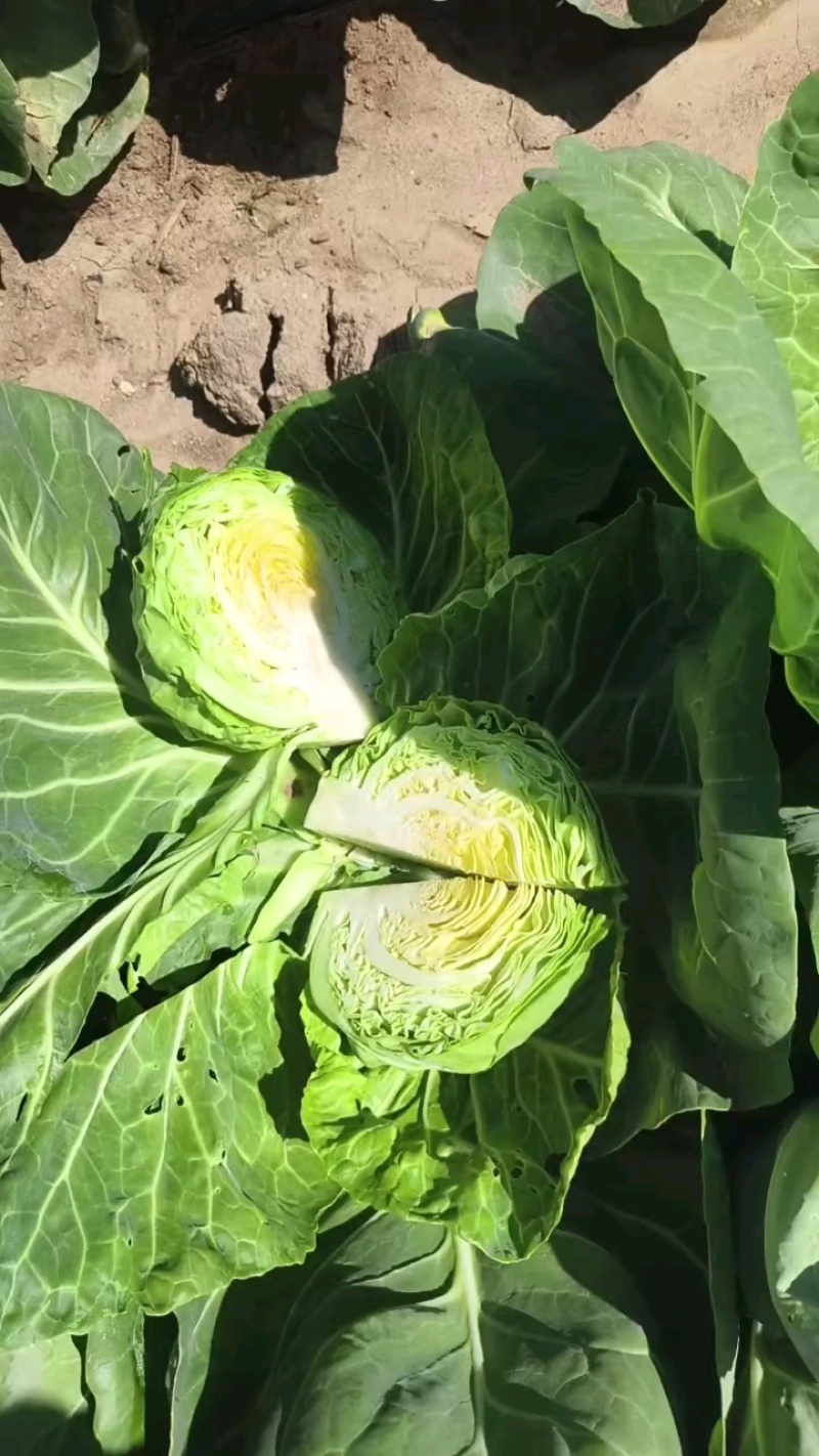 40亩黄心甘蓝已谈下，明天收菜