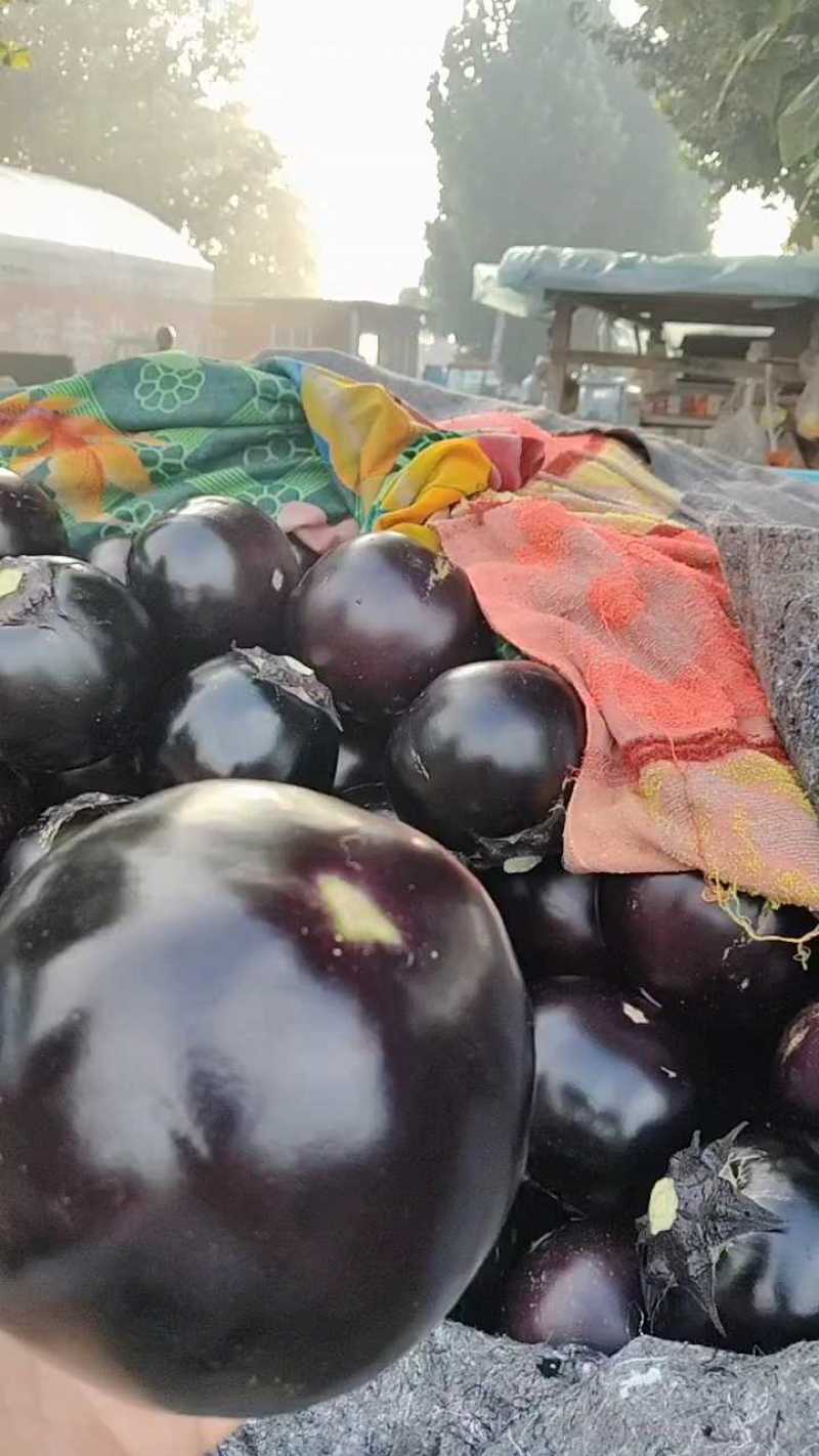 陆地圆茄两三毛，大量有货精品新鲜