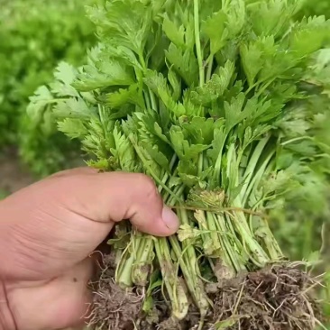 进口法国皇后芹菜苗。根系发达,货源稳定,包质量死苗补发