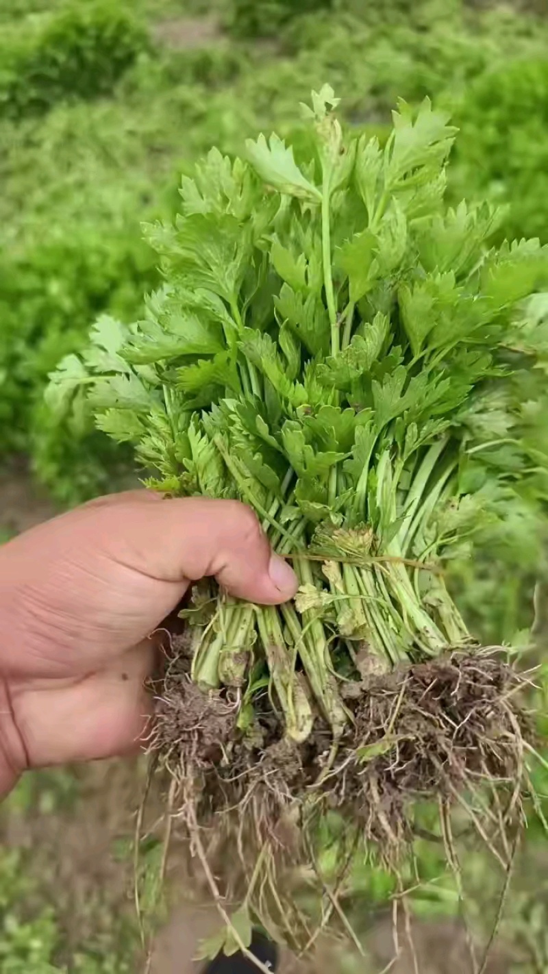 进口法国皇后芹菜苗。根系发达，货源稳定，包质量死苗补发