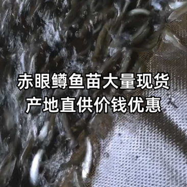 赤眼鳟鱼苗红眼鳟赤眼鱼爱跳适应性强淡水养殖食用鱼生杂食路