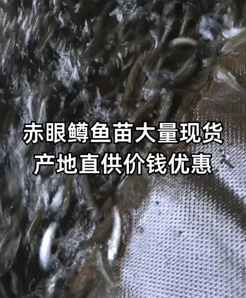 赤眼鳟鱼苗红眼鳟赤眼鱼爱跳适应性强淡水养殖食用鱼生杂食路