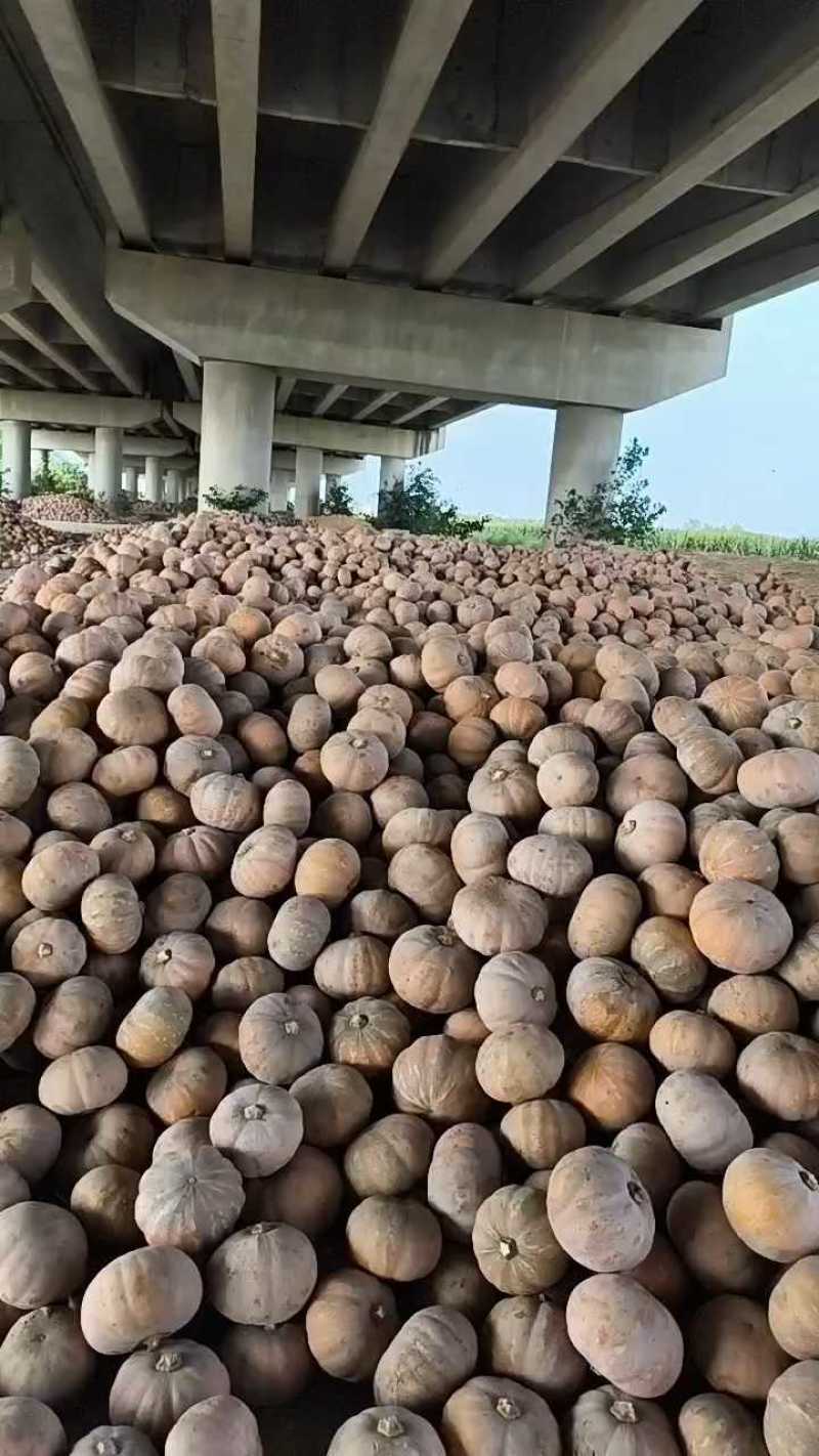 湖北盘龙南瓜盘龙204板栗南瓜磨盘南瓜基地直发