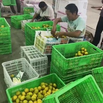 云南蜜橘果大皮薄一手货源量大从优承接各大市场外贸
