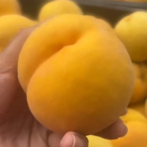 山东黄桃精品黄桃基地一手货源可视频看货全国发货