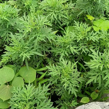 艾草野生干枝艾草