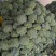 大量供应，西兰花，质量保证，货源充足，欢迎新老客户前来订