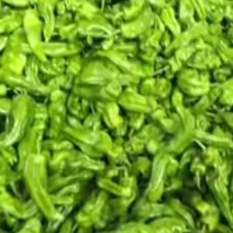 山西大同天镇县龙龙菜站鲜辣椒大量上市