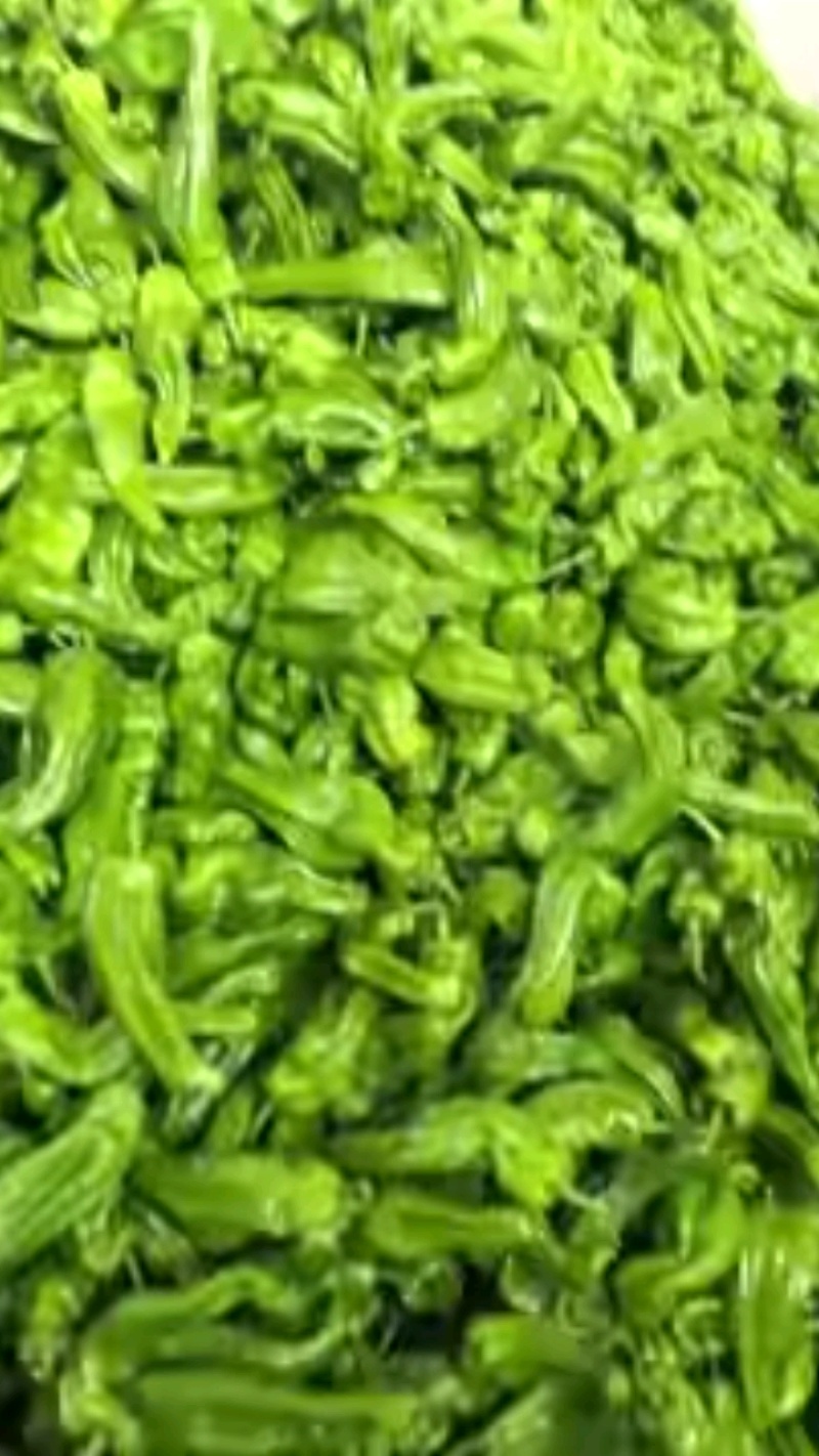 山西大同天镇县龙龙菜站鲜辣椒大量上市
