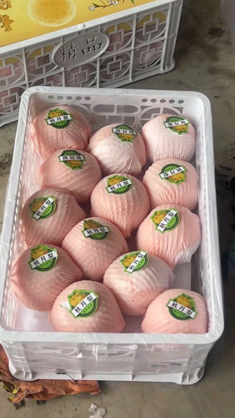 秋月梨，批发梨，对接各大市场，欢迎咨询，量大可议价