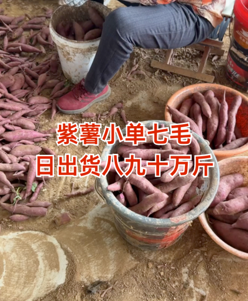 紫罗兰红薯，各种规格，万亩基地，承接各大平台市场电商