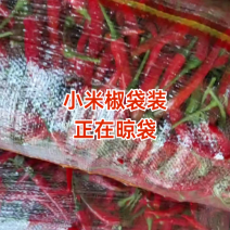 河南商丘小米椒大量上市，一手货源，常年供应，一条龙服务
