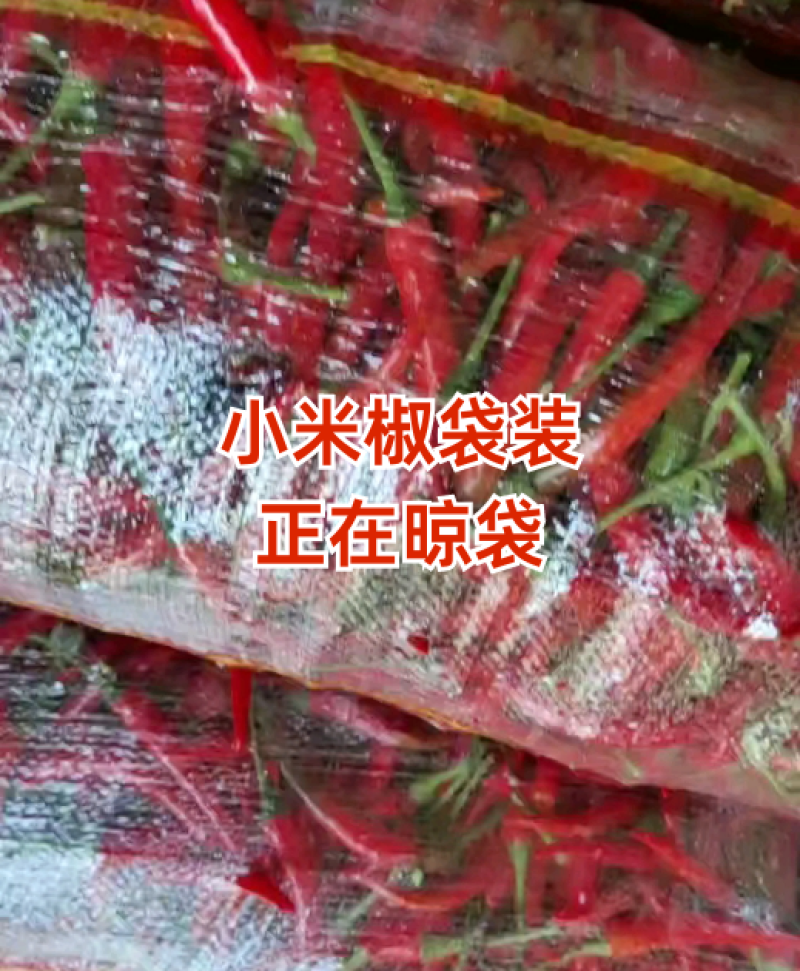 河南商丘小米椒大量上市，一手货源，常年供应，一条龙服务