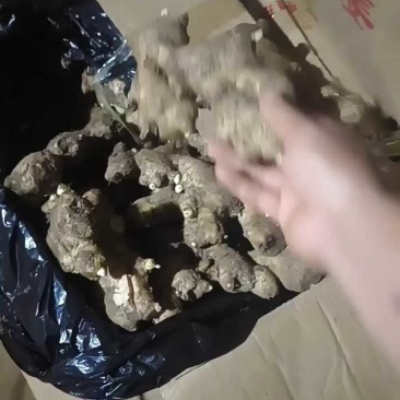 大黄姜，优质精品生姜品种多样规格齐全全国发货，欢迎下单