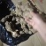 大黄姜，优质精品生姜品种多样规格齐全全国发货，欢迎下单