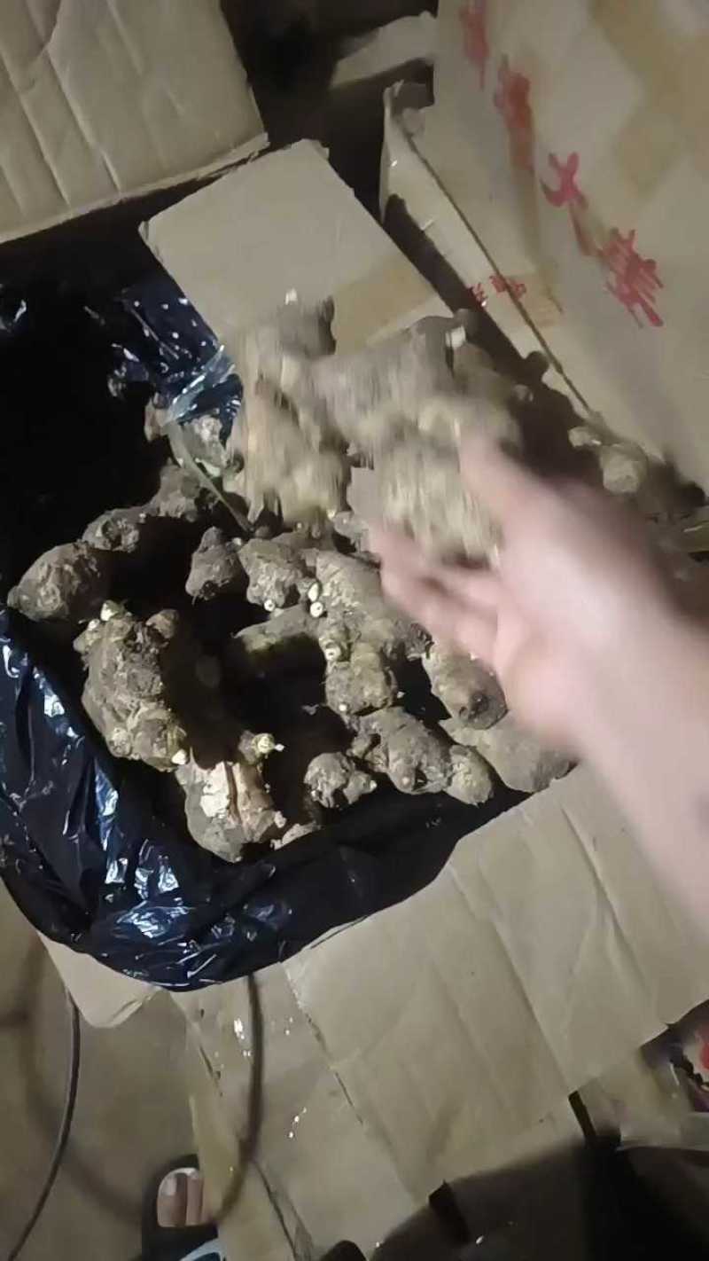大黄姜，优质精品生姜品种多样规格齐全全国发货，欢迎下单