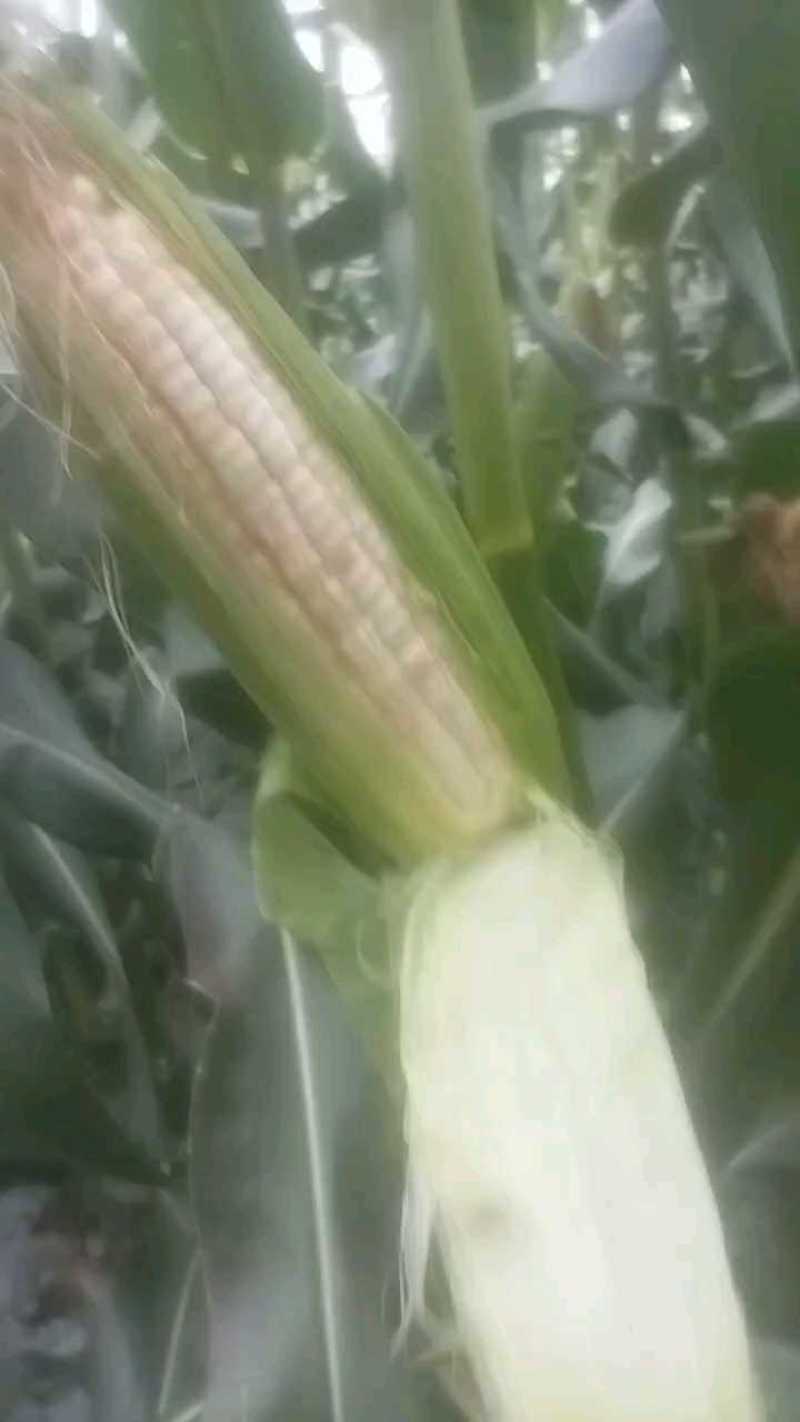 郫都花糯玉米，精品678，价九九之间