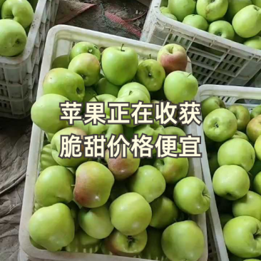 早熟苹果华硕大量供应，质量保证，价格便宜，量大价优