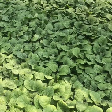 黑亮圆茄苗，颜色好，易管理，品质优，适应大型基地种植户种