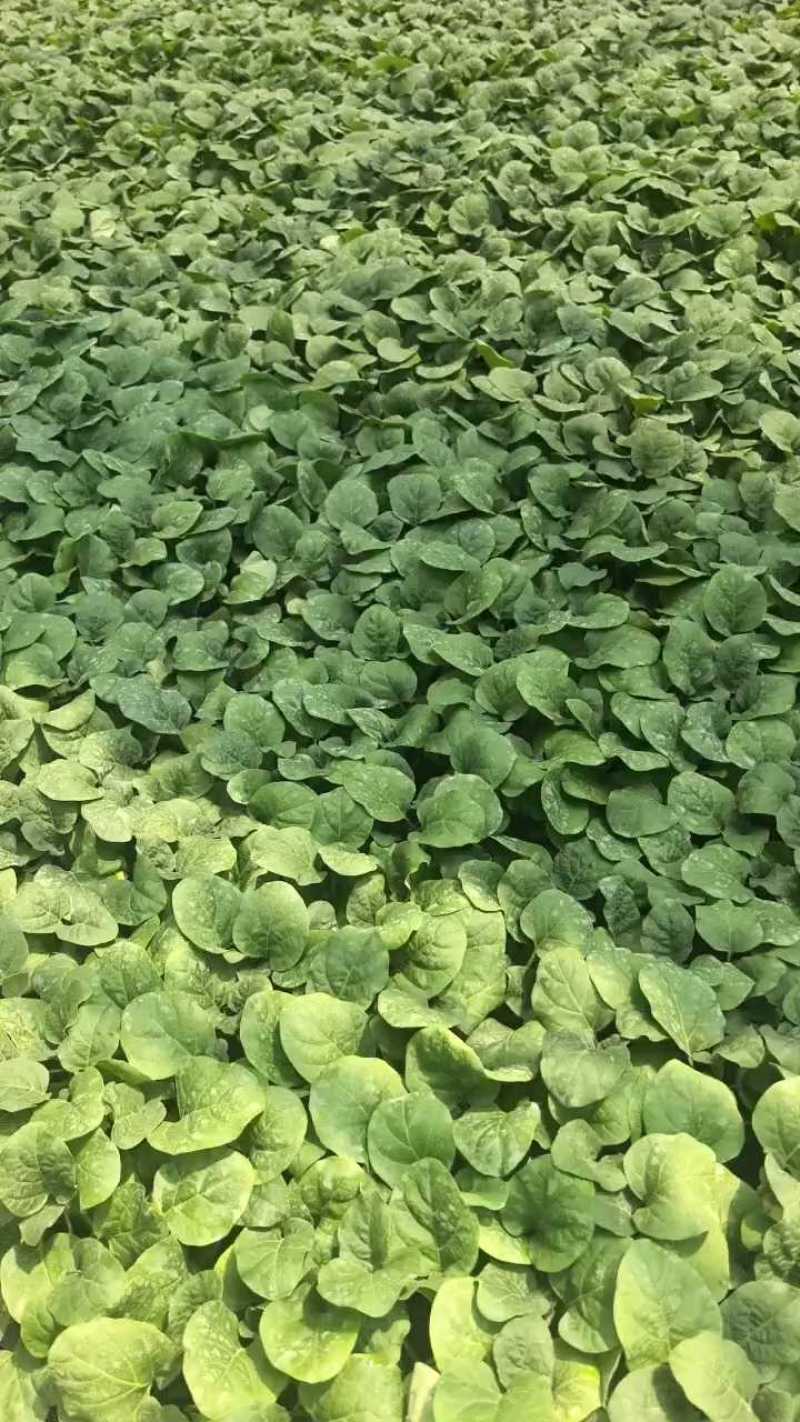 黑亮圆茄苗，颜色好，易管理，品质优，适应大型基地种植户种