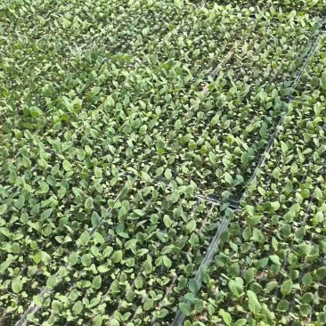 【推荐】菜花苗有机松花菜苗厂家直发提供技术指导
