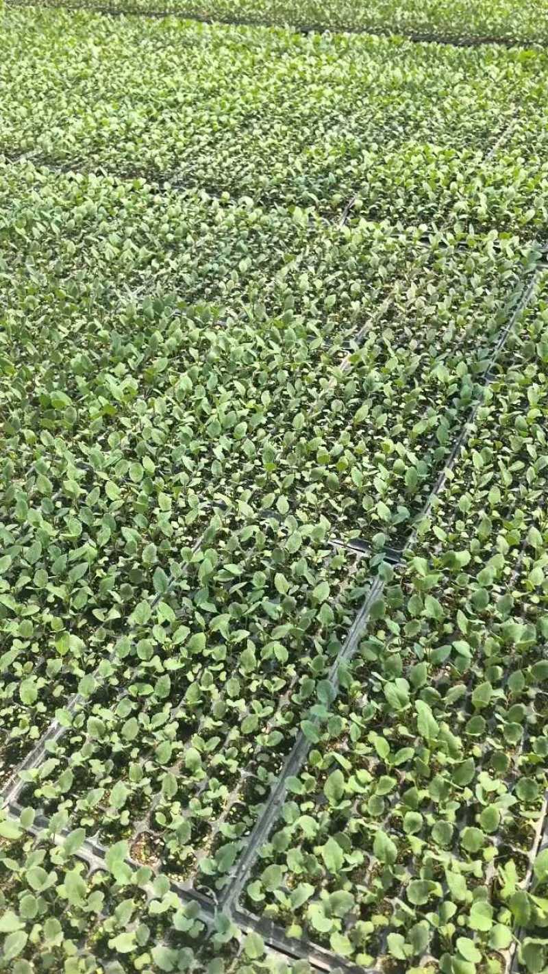 【推荐】菜花苗有机松花菜苗厂家直发提供技术指导