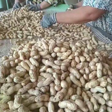 沙地大白沙花生、不带土、颗粒饱满、基地直供、量大从优、