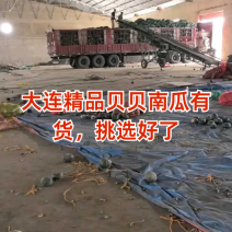 【精品】贝贝南瓜山西吕梁文水县大量上市\全国供应