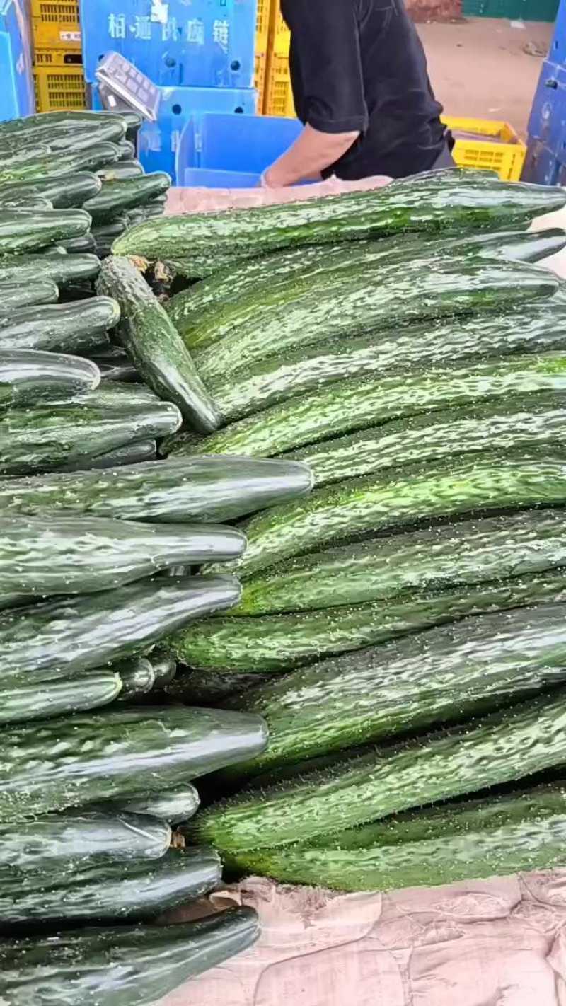 精品密刺黄瓜产地直发品质保证现摘现发干花带刺可视频看货