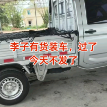 清脆李子芙蓉李赖李秋季李大宝石李子大量上市走货进行中
