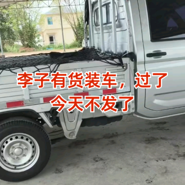 清脆李子芙蓉李赖李秋季李大宝石李子大量上市走货进行中