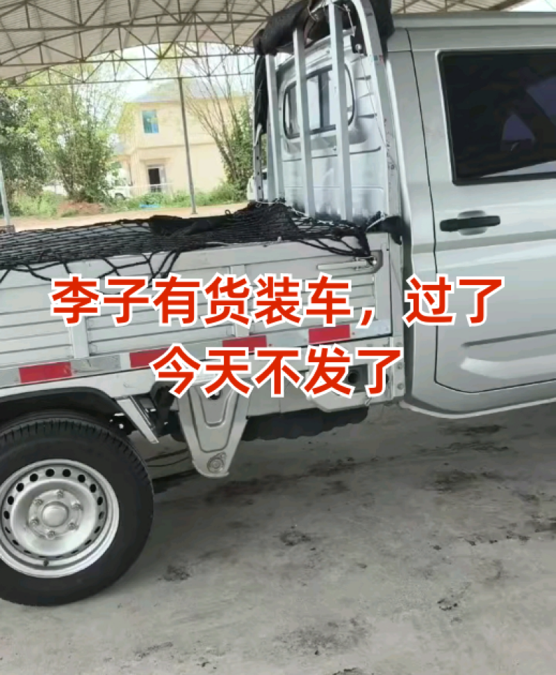 清脆李子芙蓉李赖李秋季李大宝石李子大量上市走货进行中