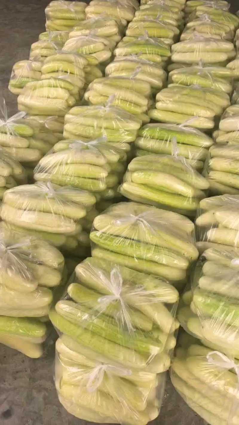白黄瓜产地一手货源，看货论价保质保量支持发货