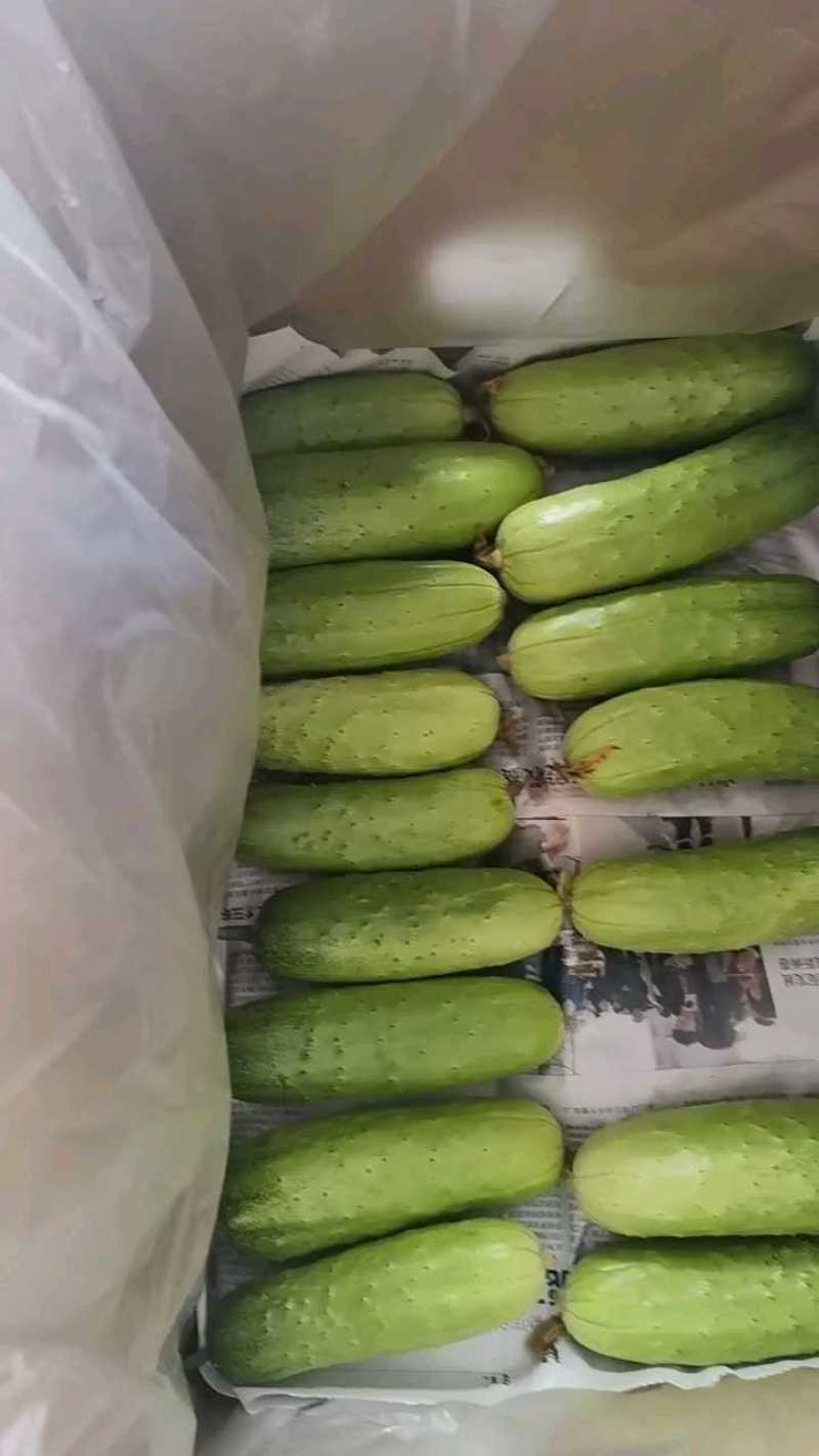 湖北黄瓜，水果黄瓜，产地供应，产地直发，价格美丽