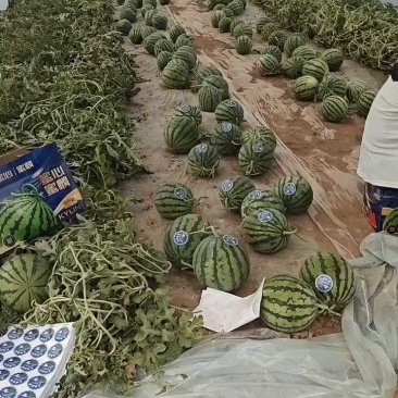 甘肃美都无籽西瓜，精品好货，不容错过