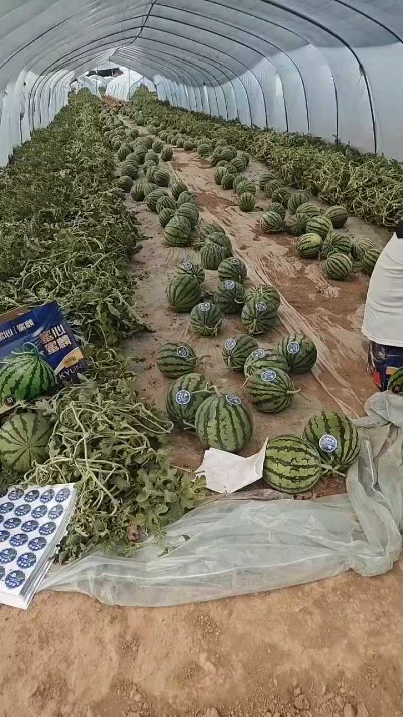 甘肃美都无籽西瓜，精品好货，不容错过