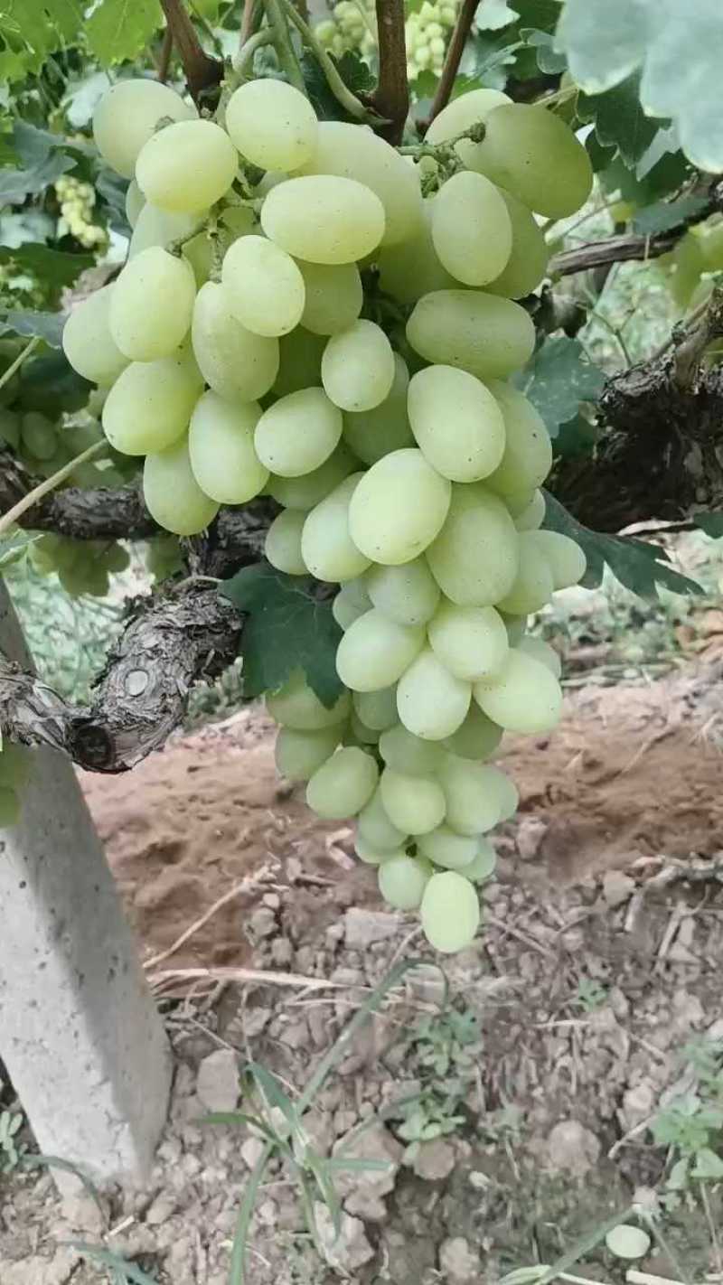 陕西青提维多利亚葡萄大量上市，可大量供应市场电商