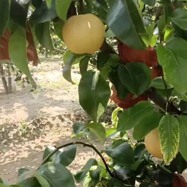 冠县秋月梨大量现货欢迎有需要的客户洽谈合作。