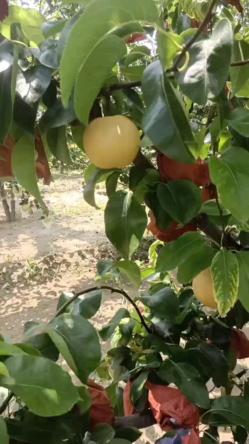 冠县秋月梨大量现货欢迎有需要的客户洽谈合作。
