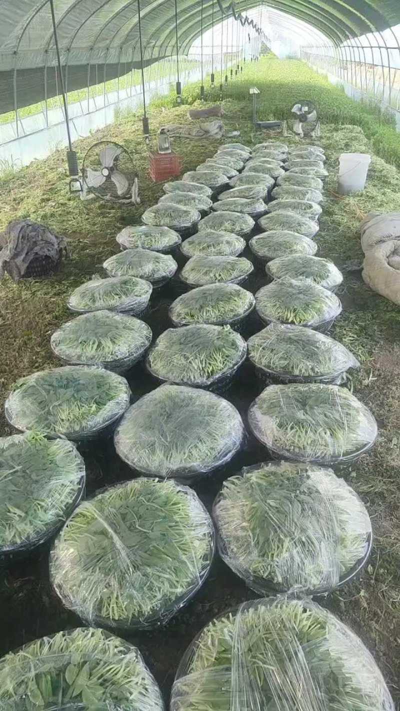 鸡毛菜蔬菜青菜通货，精品都可以保质保量现摘现发欢迎老板联系