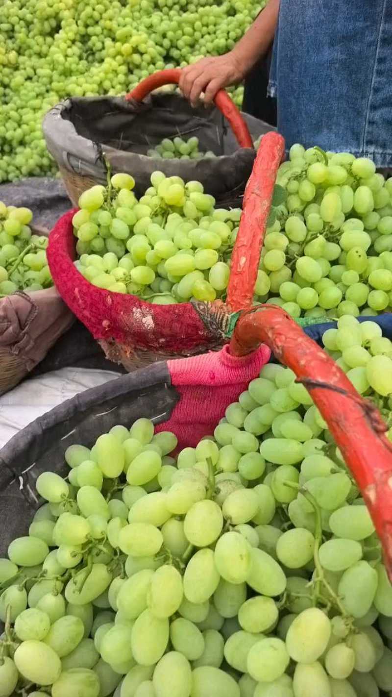 大荔县维多利亚青提葡萄，需要联系我价格不高
