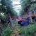 茉莉香葡萄山东葡萄半斤起步脆甜多汁爽对接电商市场定货代发