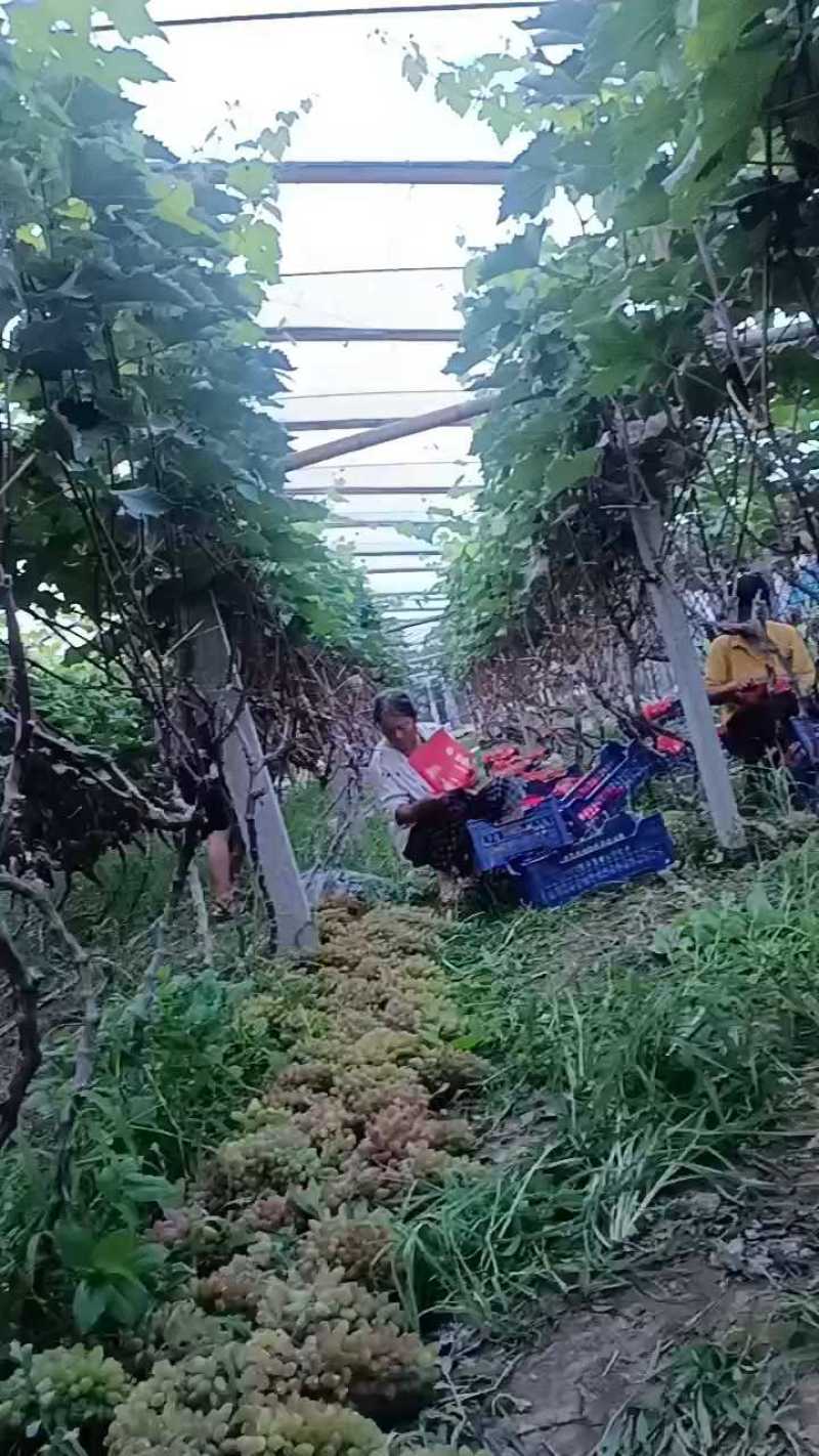 茉莉香葡萄山东葡萄半斤起步脆甜多汁爽对接电商市场定货代发