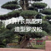 湖南精品造型罗汉松云片饱满树形优美规格齐全价格实惠批发