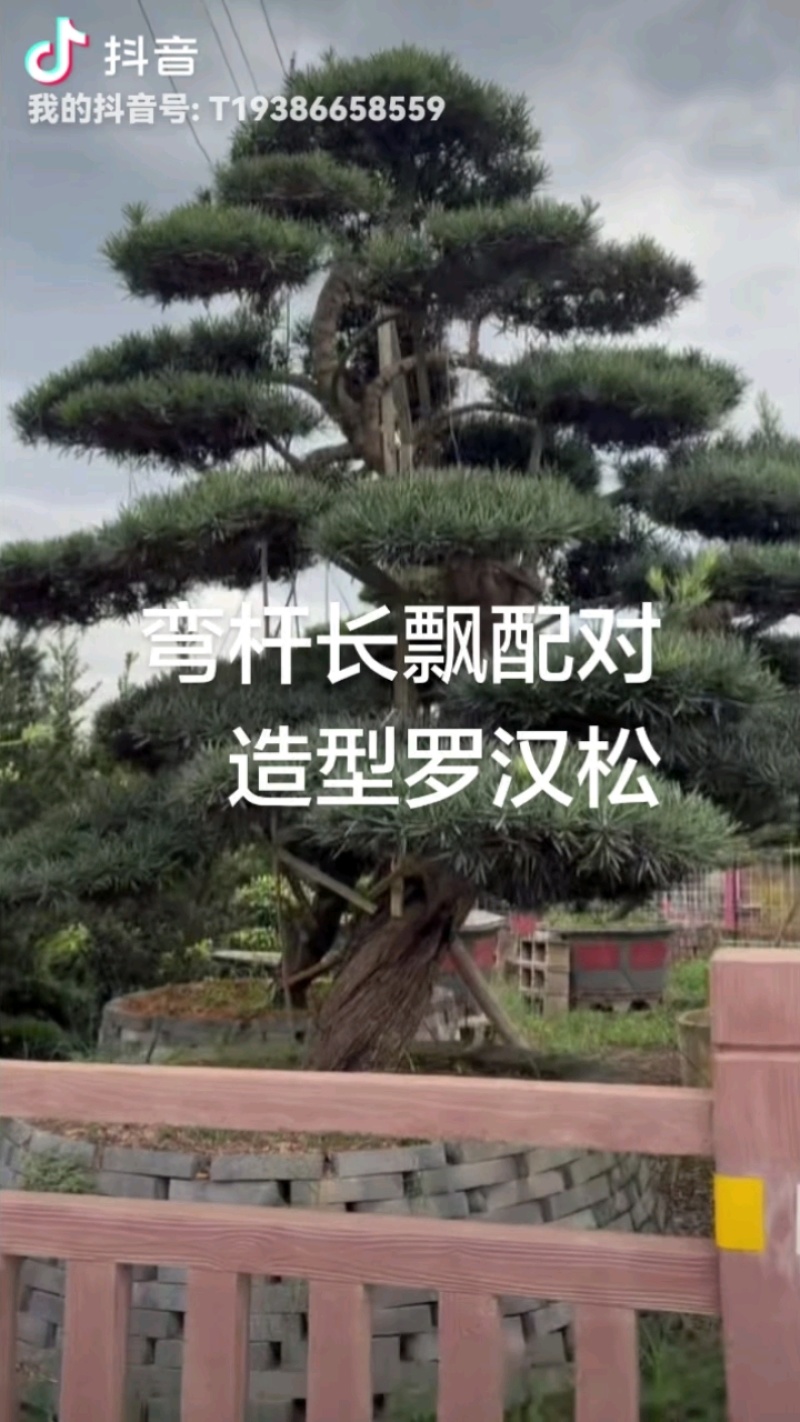 湖南精品造型罗汉松云片饱满树形优美规格齐全价格实惠批发