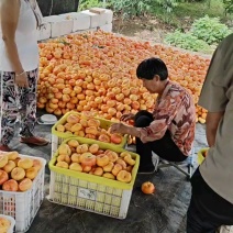 油蟠九