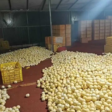 【荐】云南石林人参果黄心当季圆果黄肉多汁爽口欢迎电联