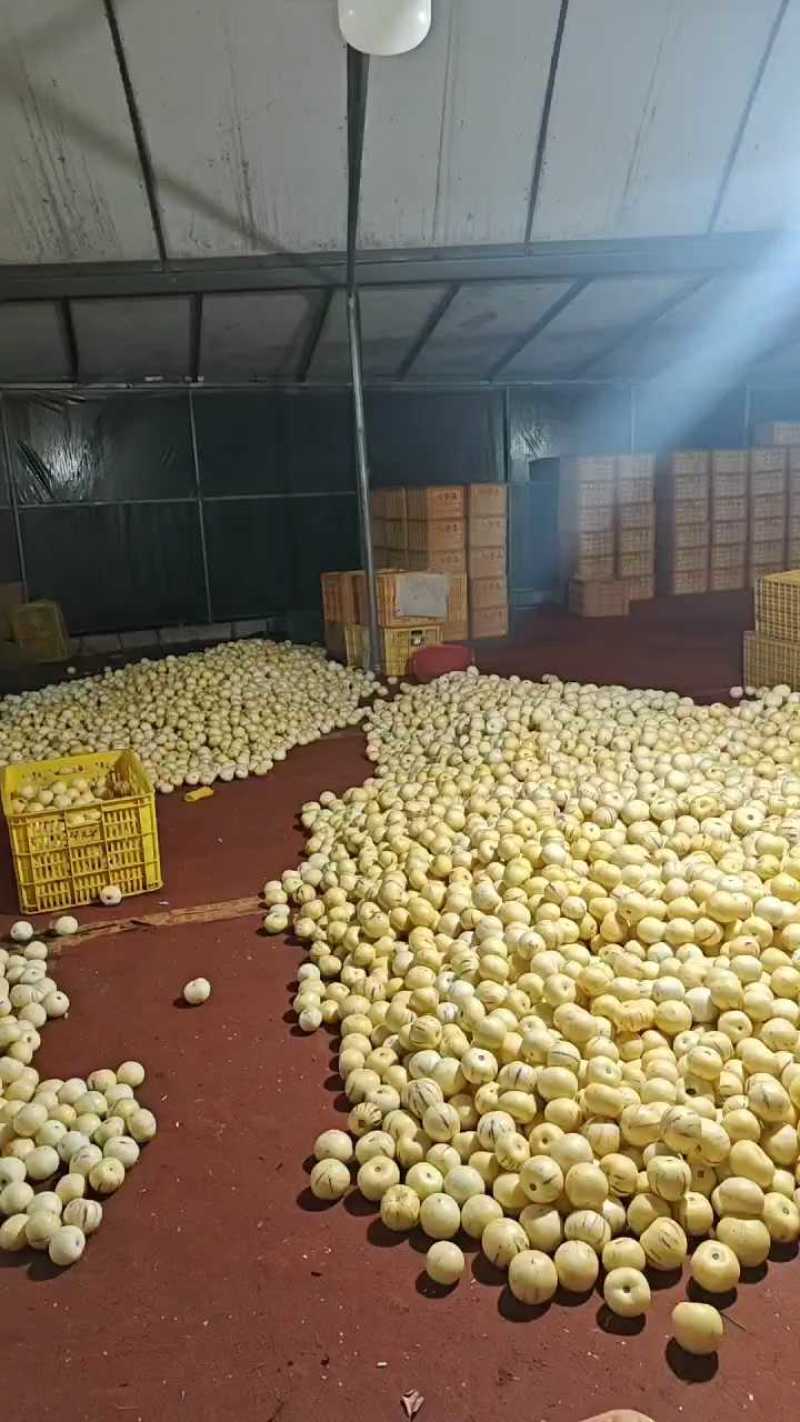 【荐】云南石林人参果黄心当季圆果黄肉多汁爽口欢迎电联