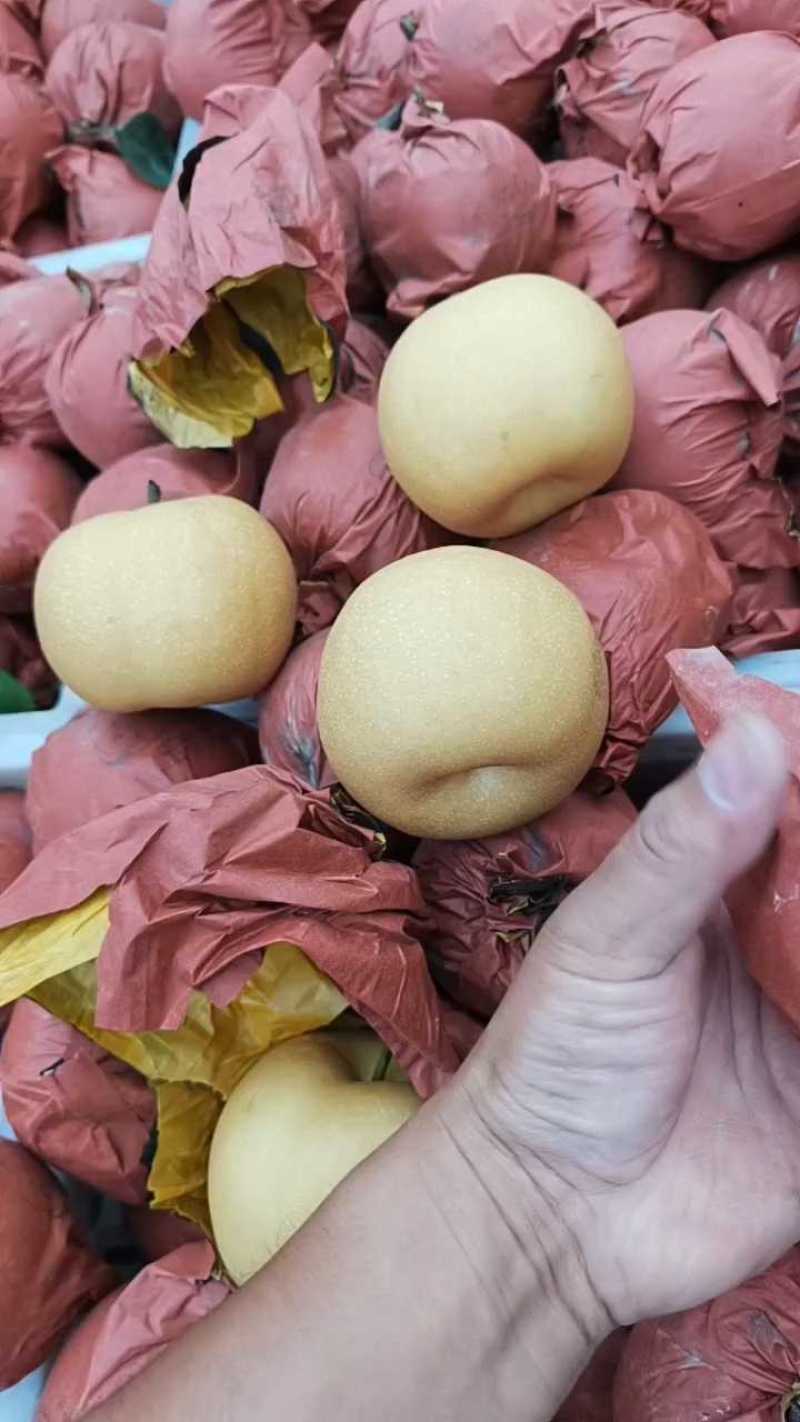 新玉梨，产地直发，品质保证，价格优惠，